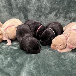 Fourth born pup - Black female Labrador Retriever puppy in Antwerp, Ohio from Clark’s Loyal Labradors