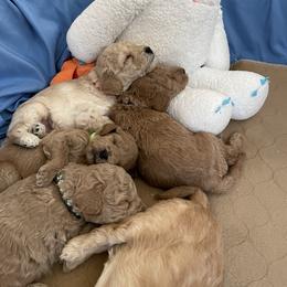 Goldendoodle Puppies from Angel’s Goldendoodle Pups