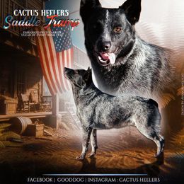 Tramp - Australian Cattle Dog