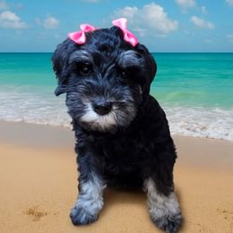 WF2 - Black and silver female Miniature Schnauzer puppy in Bell, Florida from West of the Rhine Miniature Schnauzers