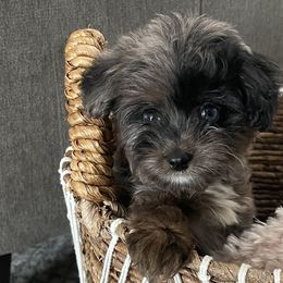 Aussiedoodles, Miniature Australian Shepherds, and Poodles from JJ West Coast Pups