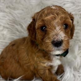 Buckwheat - Apricot male Poodle puppy in Hawthorne, Florida from Loblolly Ranch