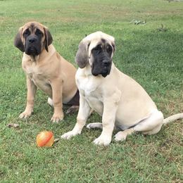 Mastiffs and Yorkshire Terriers from Luper’s Country Critters