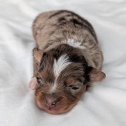 Boy 1 - Red merle male Australian Shepherd puppy in Yakima, Washington from Naches Heights Ranch
