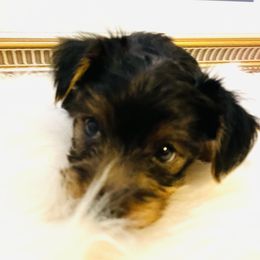 Yorkshire Terrier Puppies from Yuppie Yorkies