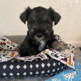 Pluto - Salt and pepper male Miniature Schnauzer puppy in Anthony, Florida from Amanda Tragash