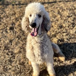 Leo - Poodle