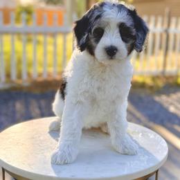 Girl 3 - Blue merle female Bernedoodle puppy in Salt Lake County, Utah from Coco Avenue Pups