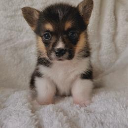 Girl 1 - Black and tan female Pembroke Welsh Corgi puppy in Northwood, Iowa from Sorrel Sands Corgis
