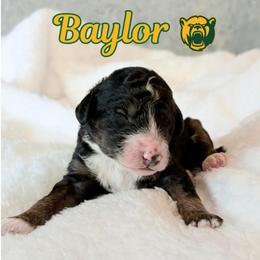 Baylor - Black tri-color male Aussiedoodle puppy in High Point, North Carolina from Kingsfield Doodles