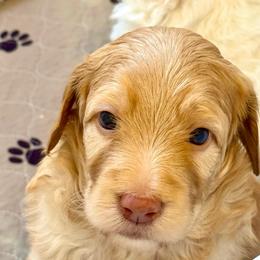 Zion - Red  male Goldendoodle puppy in Stockton, California from Port City Doodles