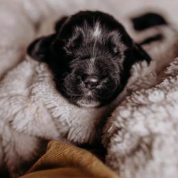 Newfoundland Puppies from Kinson Ridge Giants