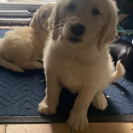 Lassie - Cream female Goldendoodle puppy in Westbrook, Maine from Snowypaw Golden Retrievers