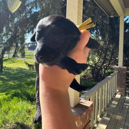 Meteor - Black and white male Aussiedoodle puppy in Columbia Falls, Montana from Firefly Aussies & Aussiedoodles
