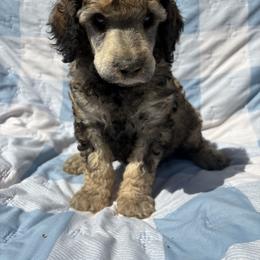 Casanova - Sable male Poodle puppy in Conway, Arkansas from Arkansas River Poodles