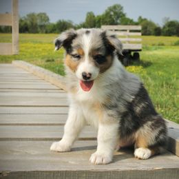 Australian Shepherd Puppies from Real McCoy Australian Shepherds