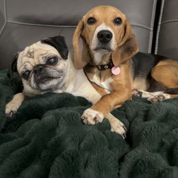 Beagle All Grown Up from Idaho Creekside Beagles