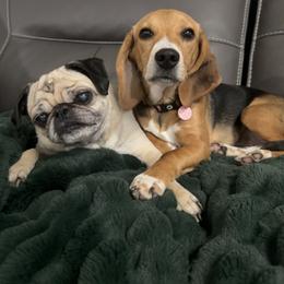 Beagle All Grown Up from Idaho Creekside Beagles
