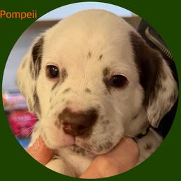 Pompeii - White and liver brown male Dalmatian puppy in Lakewood, Colorado from Hapi-Dal Dalmatians and Primetime Whippets