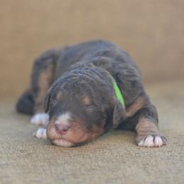 Green - Brown male Bernedoodle puppy in Scottsboro, Alabama from Dixie Land Doodles