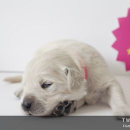 Golden Retriever Puppies from Kruger Family Breeders