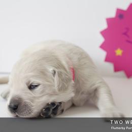 Golden Retriever Puppies from Kruger Family Breeders