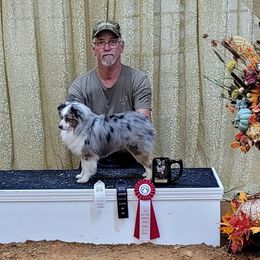 Derrin - Toy Australian Shepherd