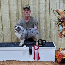 Derrin - Toy Australian Shepherd