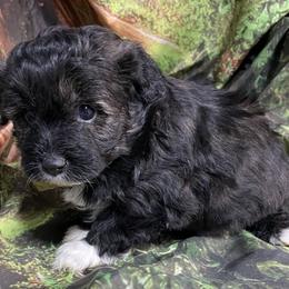 Kooper - Black and white male Aussiedoodle puppy in Lebanon, Missouri from Cobbs Creek Canines