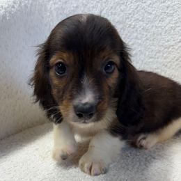 Boy 2 - Brindle male Dachshund puppy in Spokane, Washington from Dearhaven Doxie