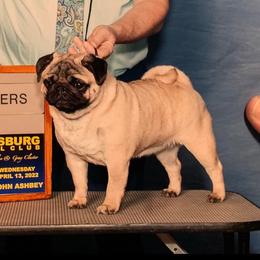Pug All Grown Up from Ivyside Pugs