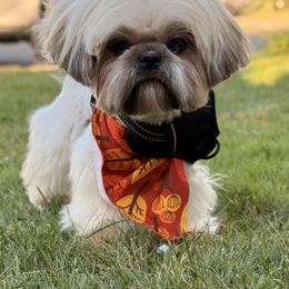 Petey - Brindle male Shih Tzu puppy in Bakersfield, California from Little pumpkin Shih Tzu’s