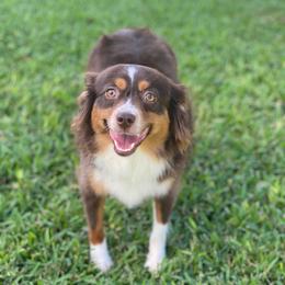 Annie - Toy Australian Shepherd