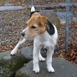Roy - Jack Russell Terrier