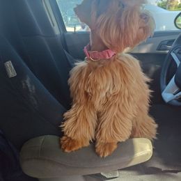 Sadie - Miniature Schnauzer