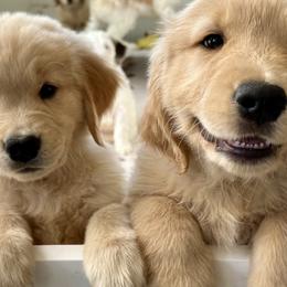 Dachshund and Golden Retriever Puppies from Grove Haven Canines