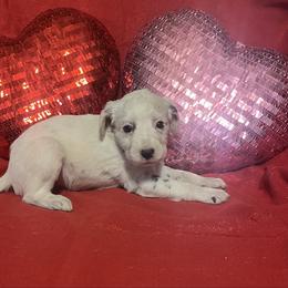 Ginger- Long Coat - White and black female Dalmatian puppy in Claremore, Oklahoma from Lotsofdots Dalmatians