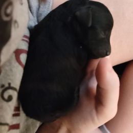 Poodle puppies from Pandora