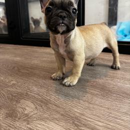 Miss Orange - Fawn and white female French Bulldog puppy in Anaheim, California from Brightest Days Ahead