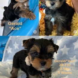 Yorkshire Terrier Puppies from Yorkie Paw