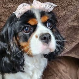 Silver Charm - Cavalier King Charles Spaniel