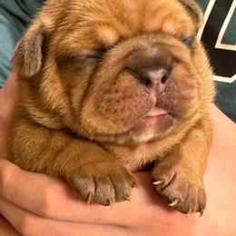 Girl 1 - Fawn female French Bulldog puppy in Litchfield, Ohio from Rock N’ Roll Frenchies