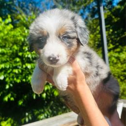 BMO - Blue merle female Australian Shepherd puppy in Mckenzie, Tennessee from Whispering Iris Aussies