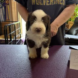 Bearded Collie Puppies from Aberlour Bearded Collies