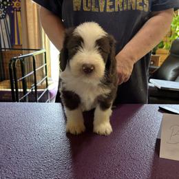 Bearded Collie Puppies from Aberlour Bearded Collies