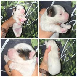 Midge - Black & tan tri-color female Morkie puppy in Cleveland, Tennessee from Moody’s Morkies and More