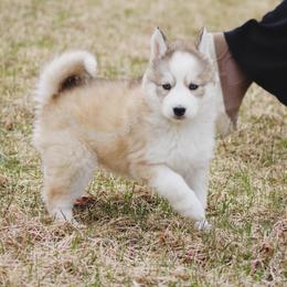 Haru - Gray and white female Siberian Husky puppy in Lunenburg, Vermont from SNOW WOOLY HUSKY