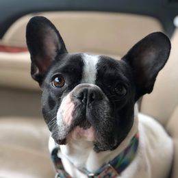 Violet - French Bulldog