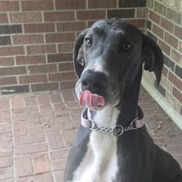 Great Danes and Miniature Schnauzers from Morosin's Southern Littles