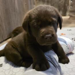 Chocolate Male 4 - Chocolate male Labrador Retriever puppy in Dartmouth, Massachusetts from Dolce Amore Labradors